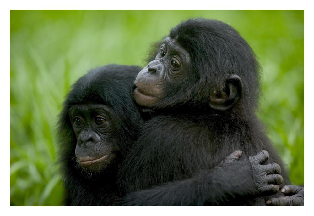 Bonobo pair of orphans hugging, Sanctuary Lola ya Bonobo, Democratic Republic of the Congo-Paper Art-32"x22"