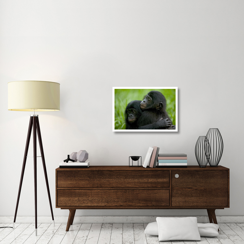 Bonobo pair of orphans hugging, Sanctuary Lola ya Bonobo, Democratic Republic of the Congo-Paper Art-32&quotx22"