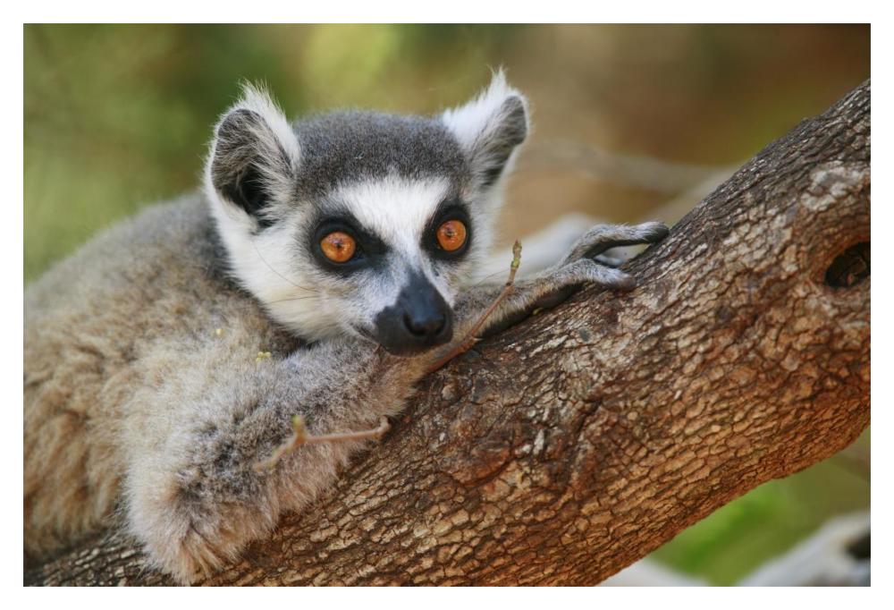 Ring-tailed Lemur resting on a tree branch, vulnerable, Berenty Private Reserve, Madagascar-Paper Art-20"x14"