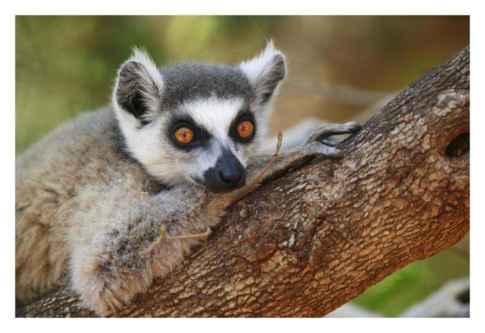 Ring-tailed Lemur resting on a tree branch, vulnerable, Berenty Private Reserve, Madagascar-Paper Art-32"x22"