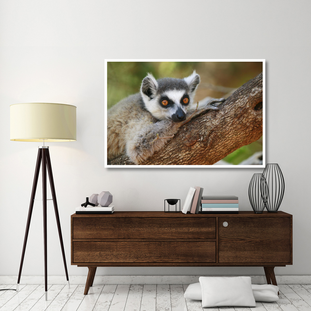Ring-tailed Lemur resting on a tree branch, vulnerable, Berenty Private Reserve, Madagascar-Paper Art-62&quotx42"
