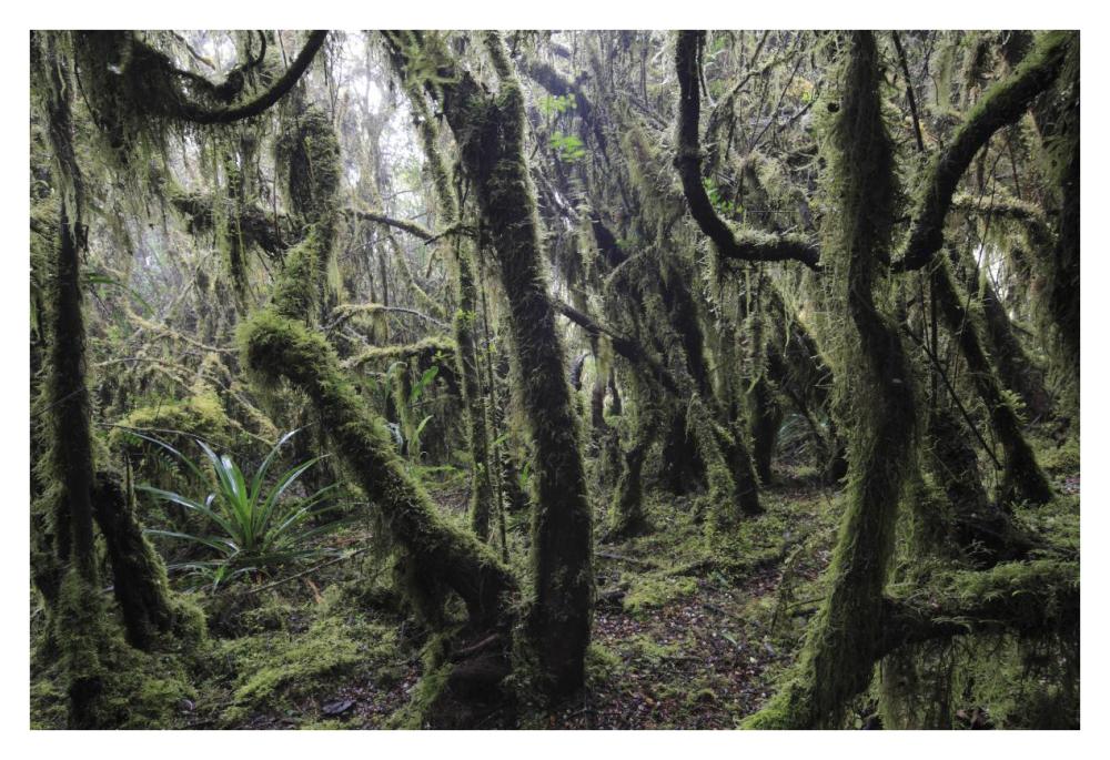 Paramo ecosystem 3000m above sea level with dwarfed trees and mosses, Chingaza National Park, Colombia-Paper Art-38"x26"
