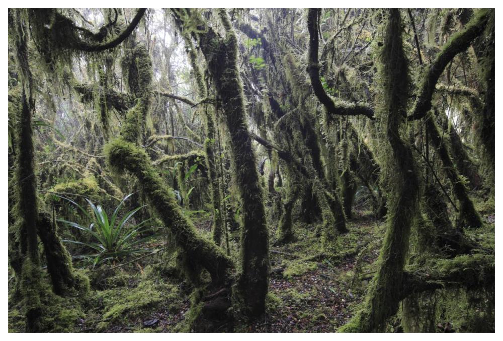 Paramo ecosystem 3000m above sea level with dwarfed trees and mosses, Chingaza National Park, Colombia-Paper Art-62"x42"