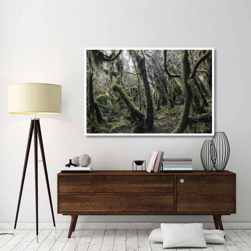 Paramo ecosystem 3000m above sea level with dwarfed trees and mosses, Chingaza National Park, Colombia-Paper Art-62&quotx42"