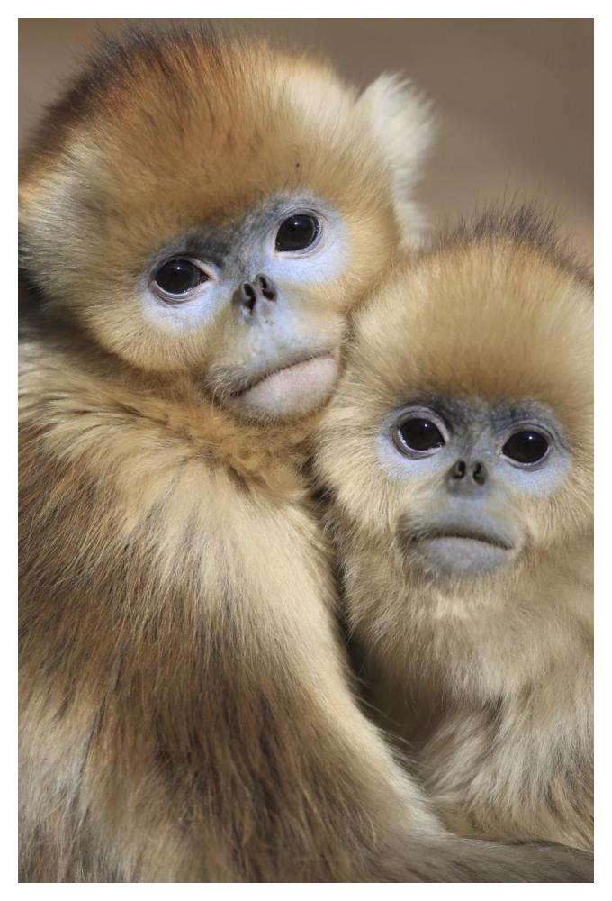 Golden Snub-nosed Monkey juveniles huddled up against each other to keep warm, Qinling Mountains, China-Paper Art-34"x50"