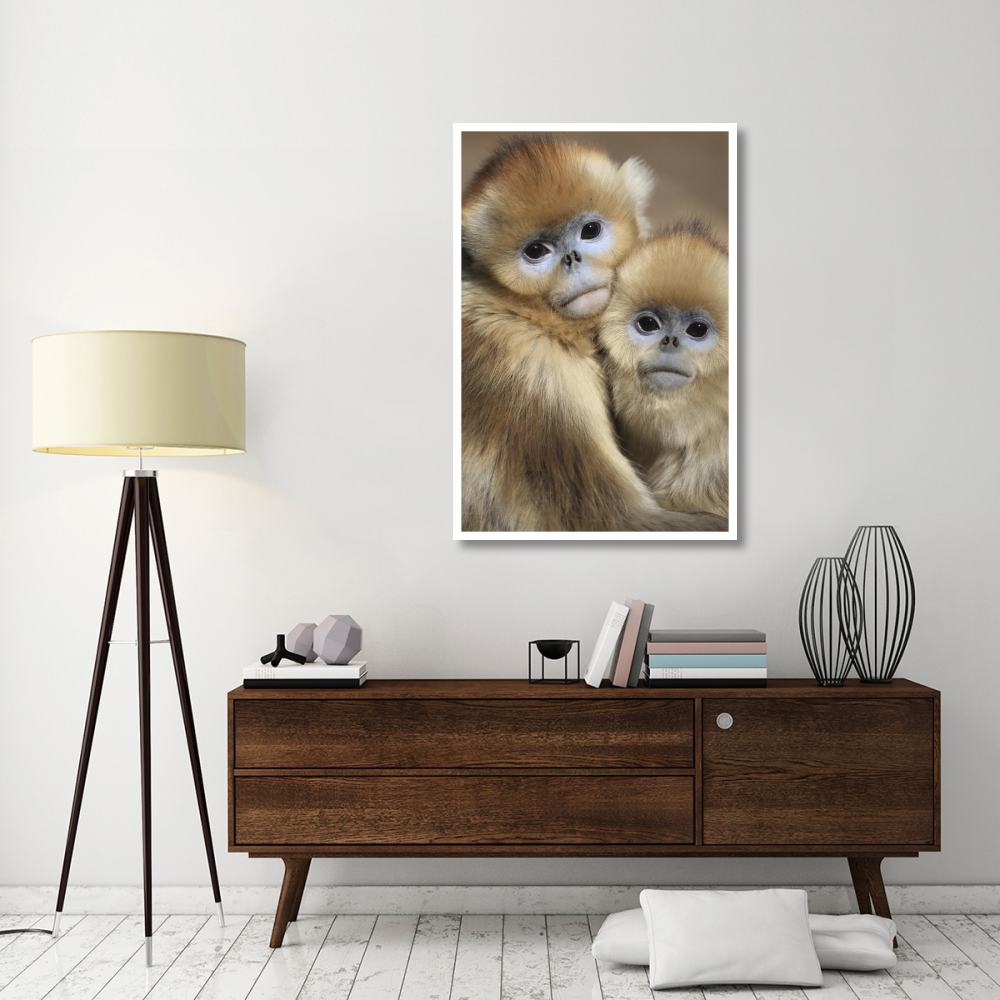 Golden Snub-nosed Monkey juveniles huddled up against each other to keep warm, Qinling Mountains, China-Paper Art-34&quotx50"