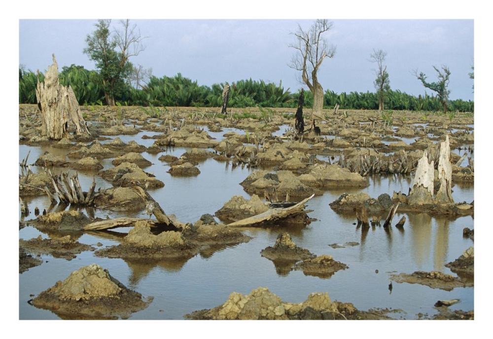 Mangrove in Mahakam Delta 80% destroyed in 2001 because of tiger shrimp farm, East Kalimantan, Indonesia-Paper Art-26"x18"