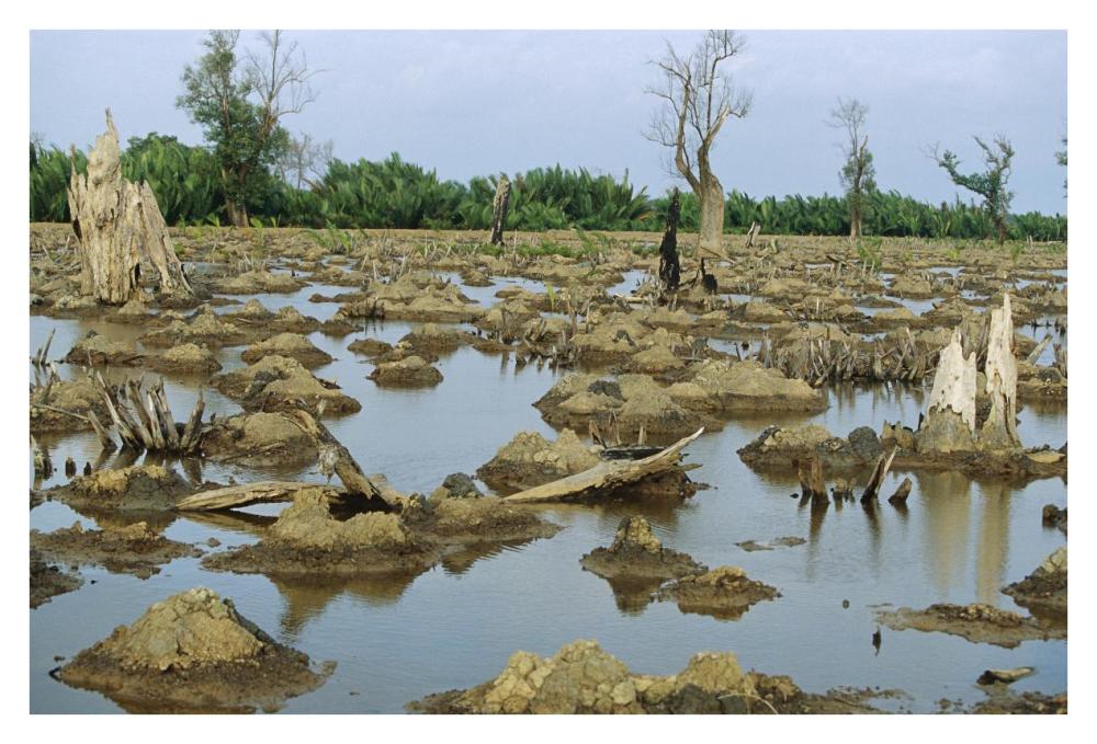 Mangrove in Mahakam Delta 80% destroyed in 2001 because of tiger shrimp farm, East Kalimantan, Indonesia-Paper Art-38"x26"
