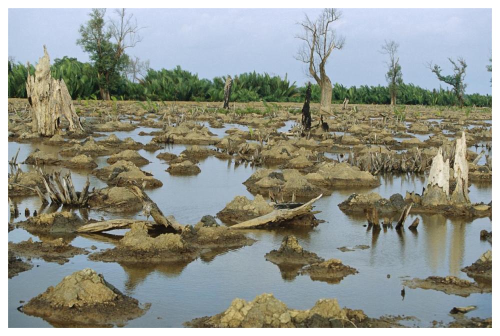Mangrove in Mahakam Delta 80% destroyed in 2001 because of tiger shrimp farm, East Kalimantan, Indonesia-Paper Art-62"x42"