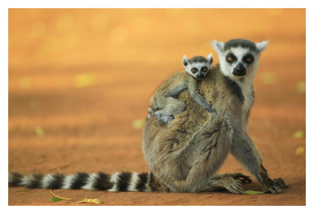 Ring-tailed Lemur mother with baby clinging to her back, vulnerable, Berenty Private Reserve, Madagascar-Paper Art-20"x14"
