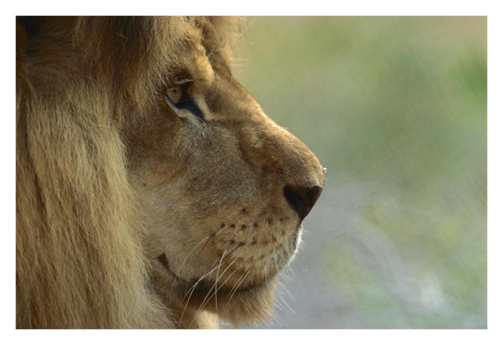 African Lion male portrait-Paper Art-32"x22"