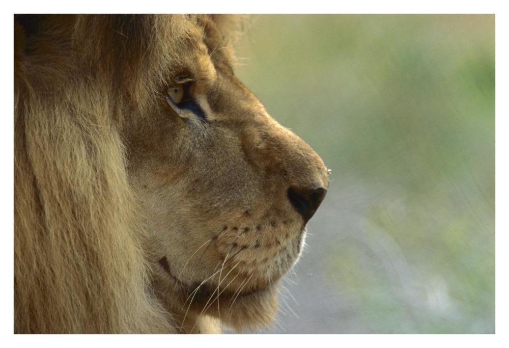 African Lion male portrait-Paper Art-38"x26"