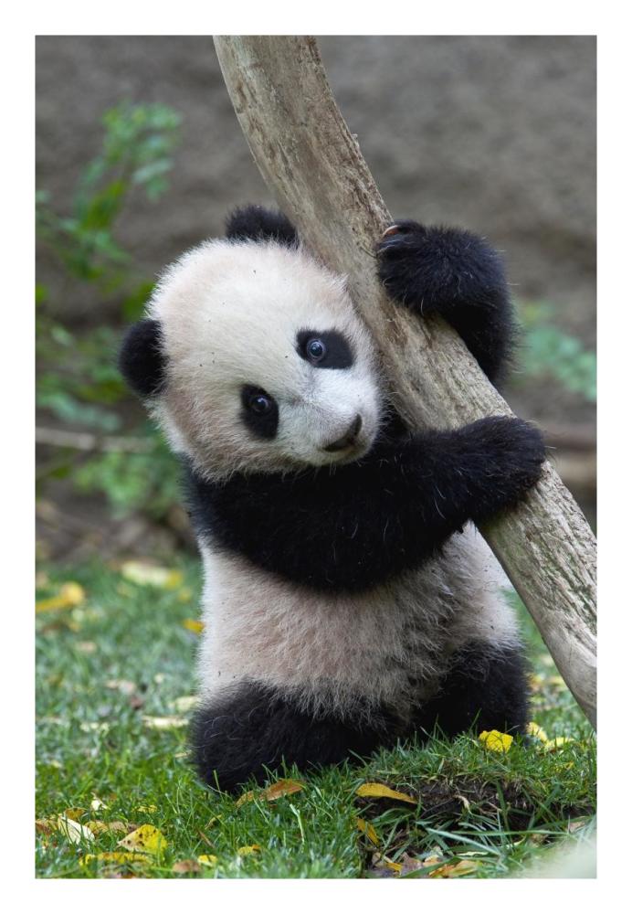 Giant Panda cub, native to China-Paper Art-18"x26"