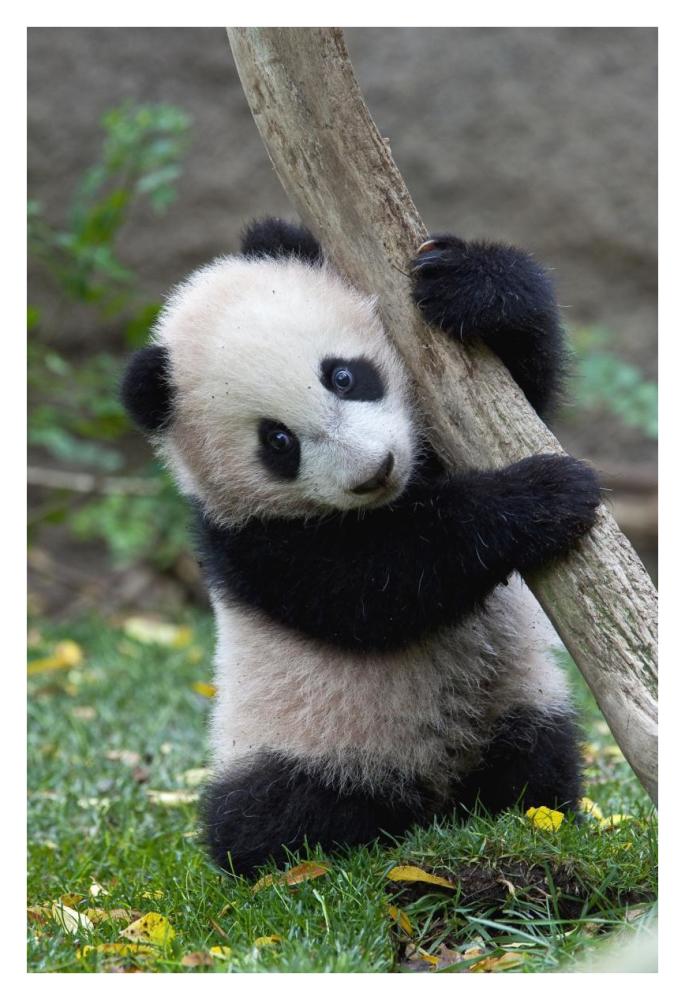 Giant Panda cub, native to China-Paper Art-26"x38"