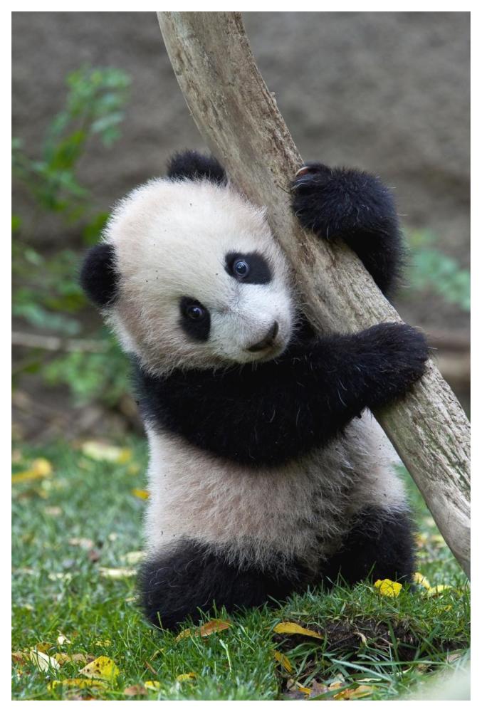Giant Panda cub, native to China-Paper Art-42"x62"