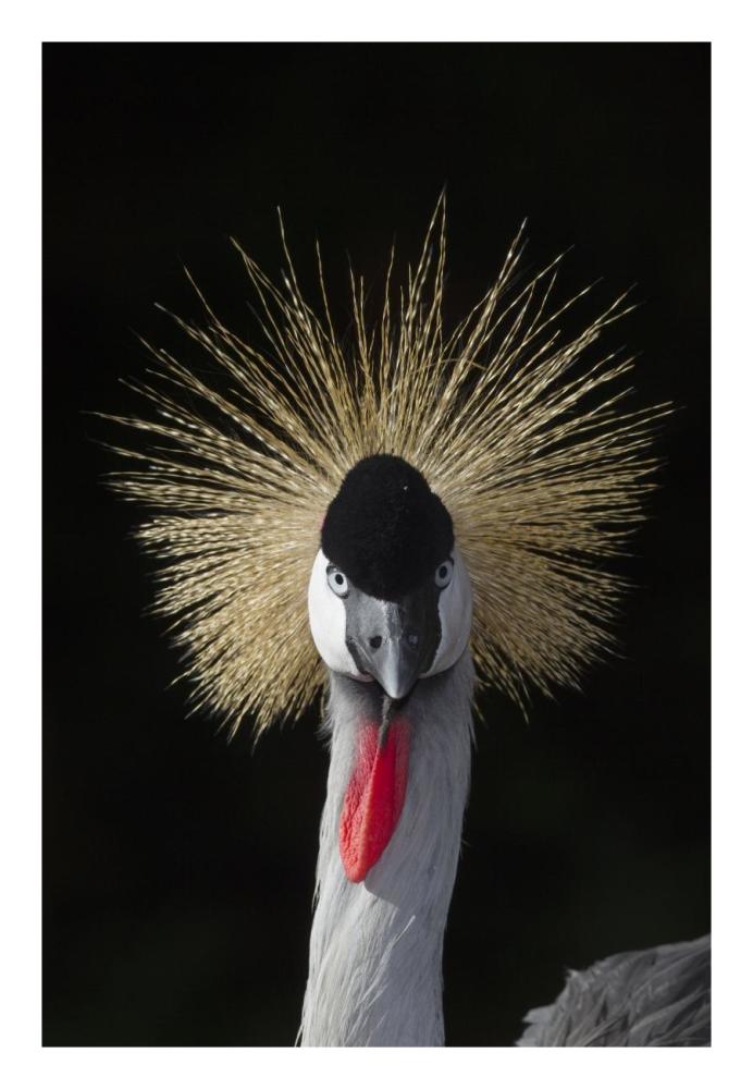 Grey Crowned Crane, native to Africa-Paper Art-18"x26"