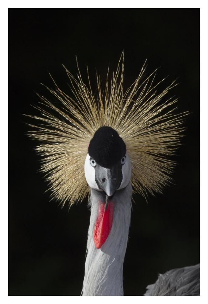 Grey Crowned Crane, native to Africa-Paper Art-26"x38"