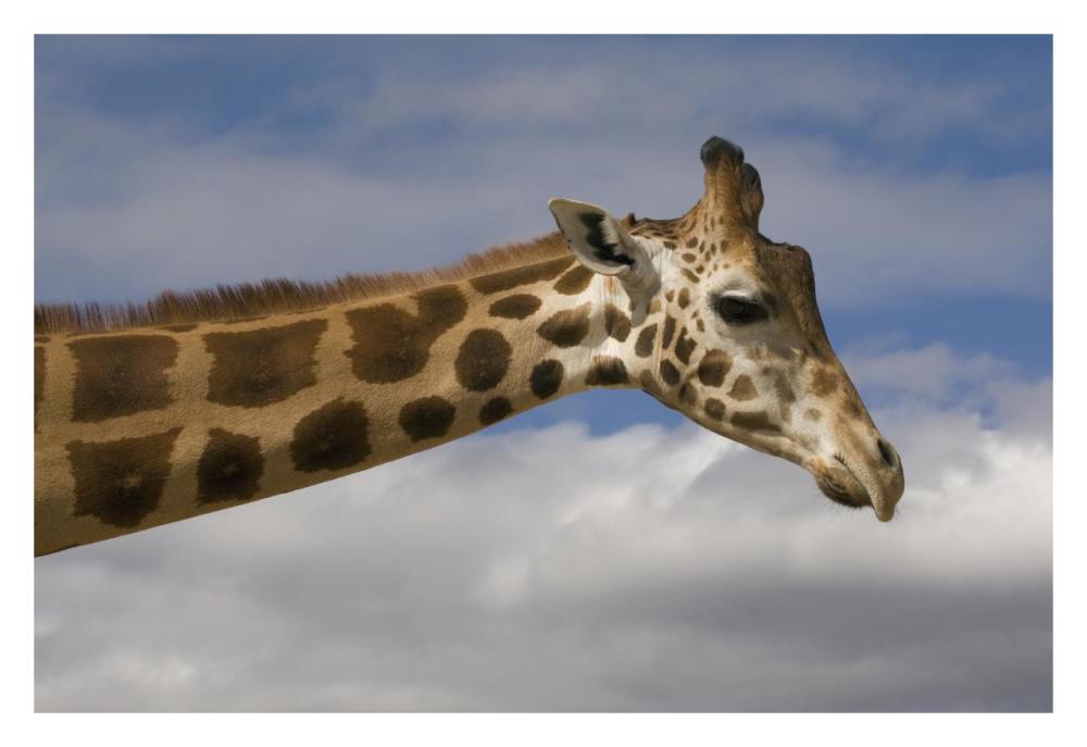 Rothschild Giraffe, native to Africa-Paper Art-32"x22"