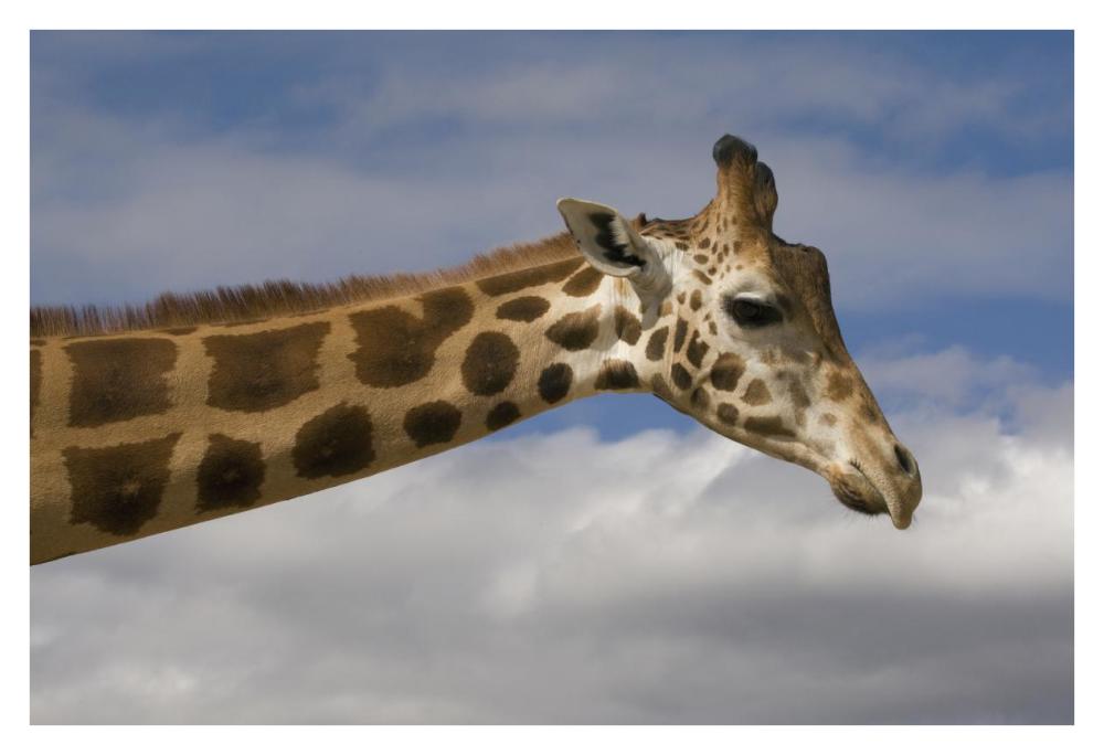 Rothschild Giraffe, native to Africa-Paper Art-38"x26"