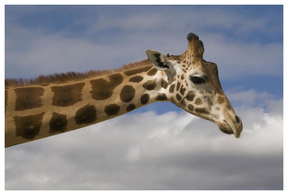 Rothschild Giraffe, native to Africa-Paper Art-62"x42"