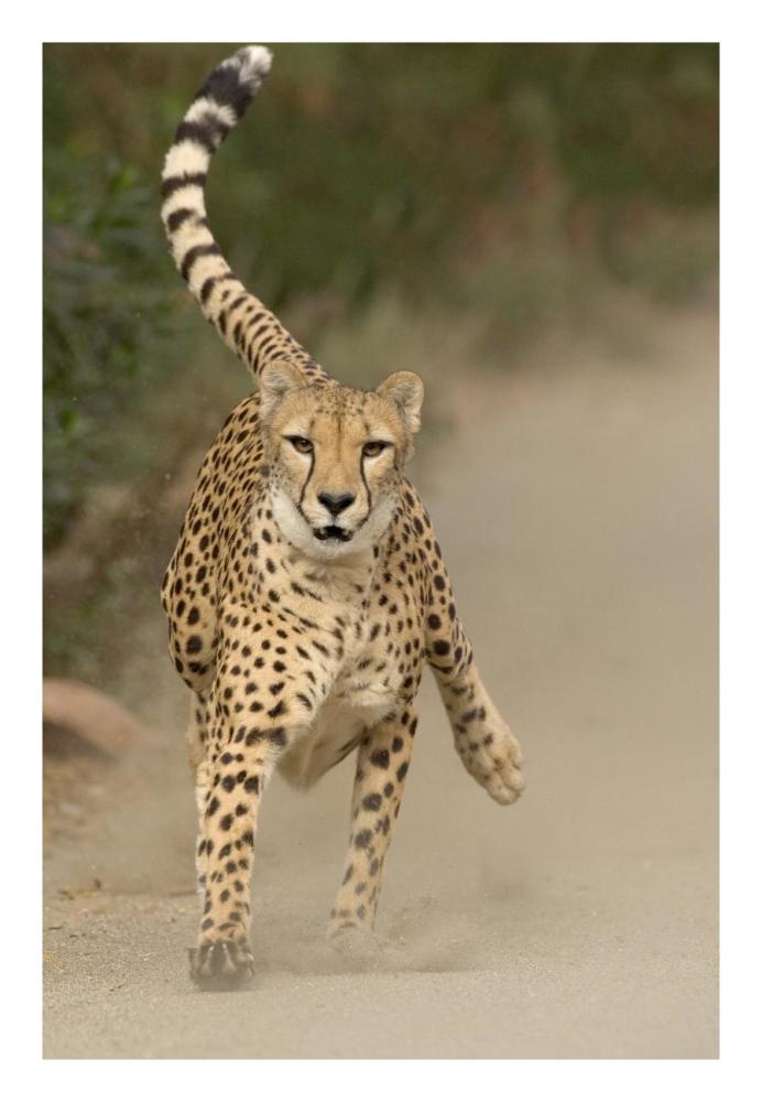 Cheetah in mid-stride, sequence 1 of 3-Paper Art-18"x26"