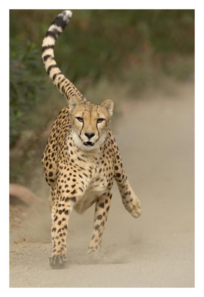 Cheetah in mid-stride, sequence 1 of 3-Paper Art-22"x32"