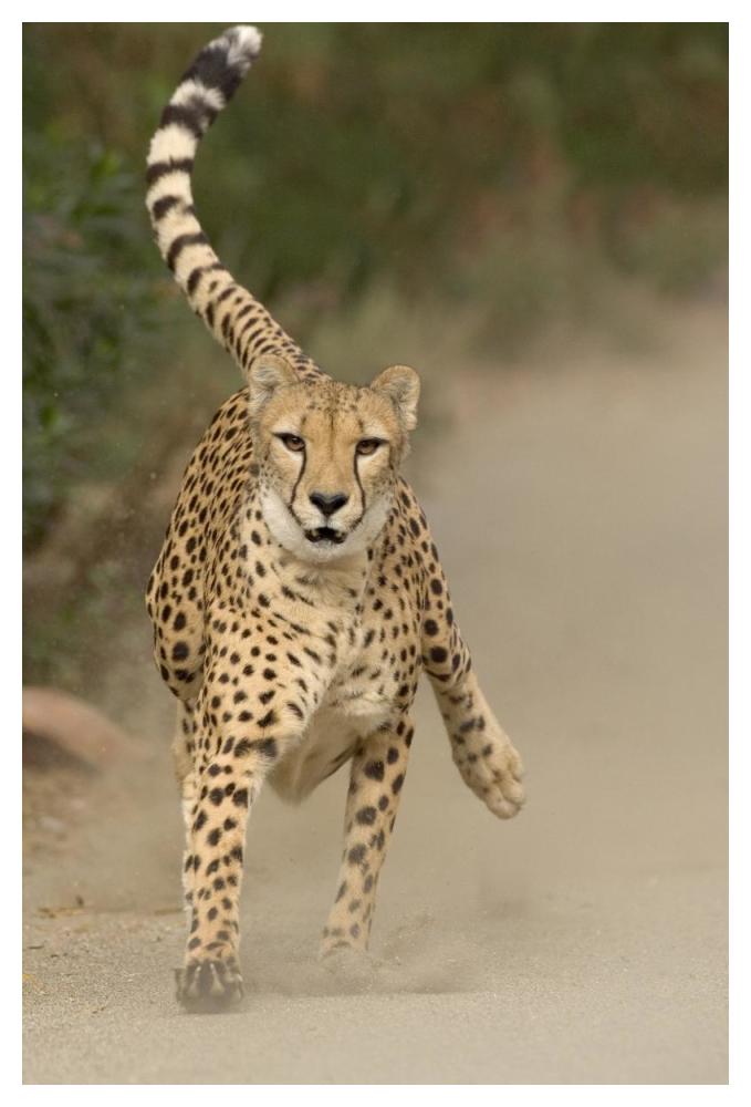 Cheetah in mid-stride, sequence 1 of 3-Paper Art-34"x50"