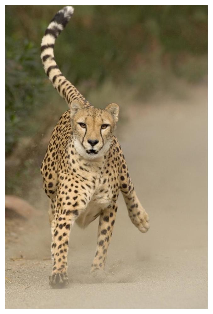 Cheetah in mid-stride, sequence 1 of 3-Paper Art-42"x62"