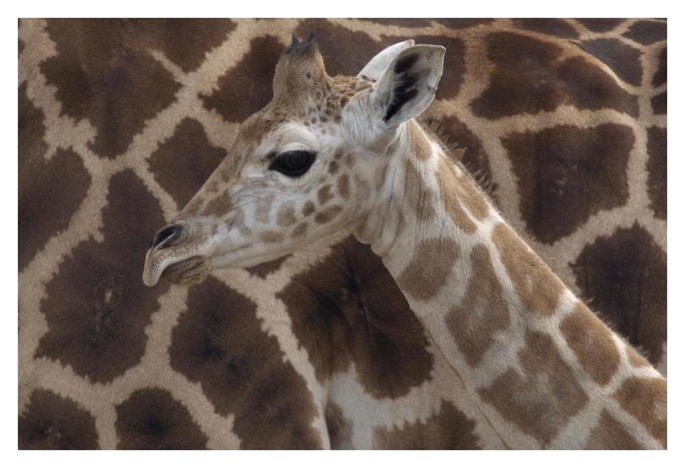 Rothschild Giraffe calf, native to Africa-Paper Art-20"x14"