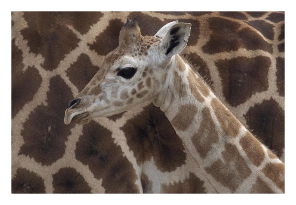 Rothschild Giraffe calf, native to Africa-Paper Art-26"x18"