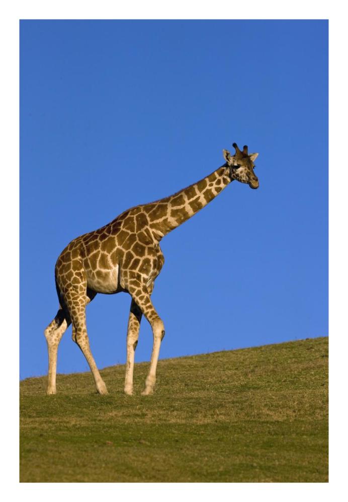 Rothschild Giraffe walking, native to Africa-Paper Art-18"x26"