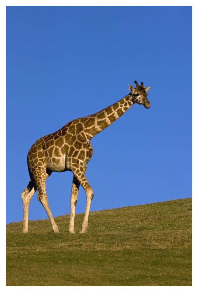 Rothschild Giraffe walking, native to Africa-Paper Art-34"x50"