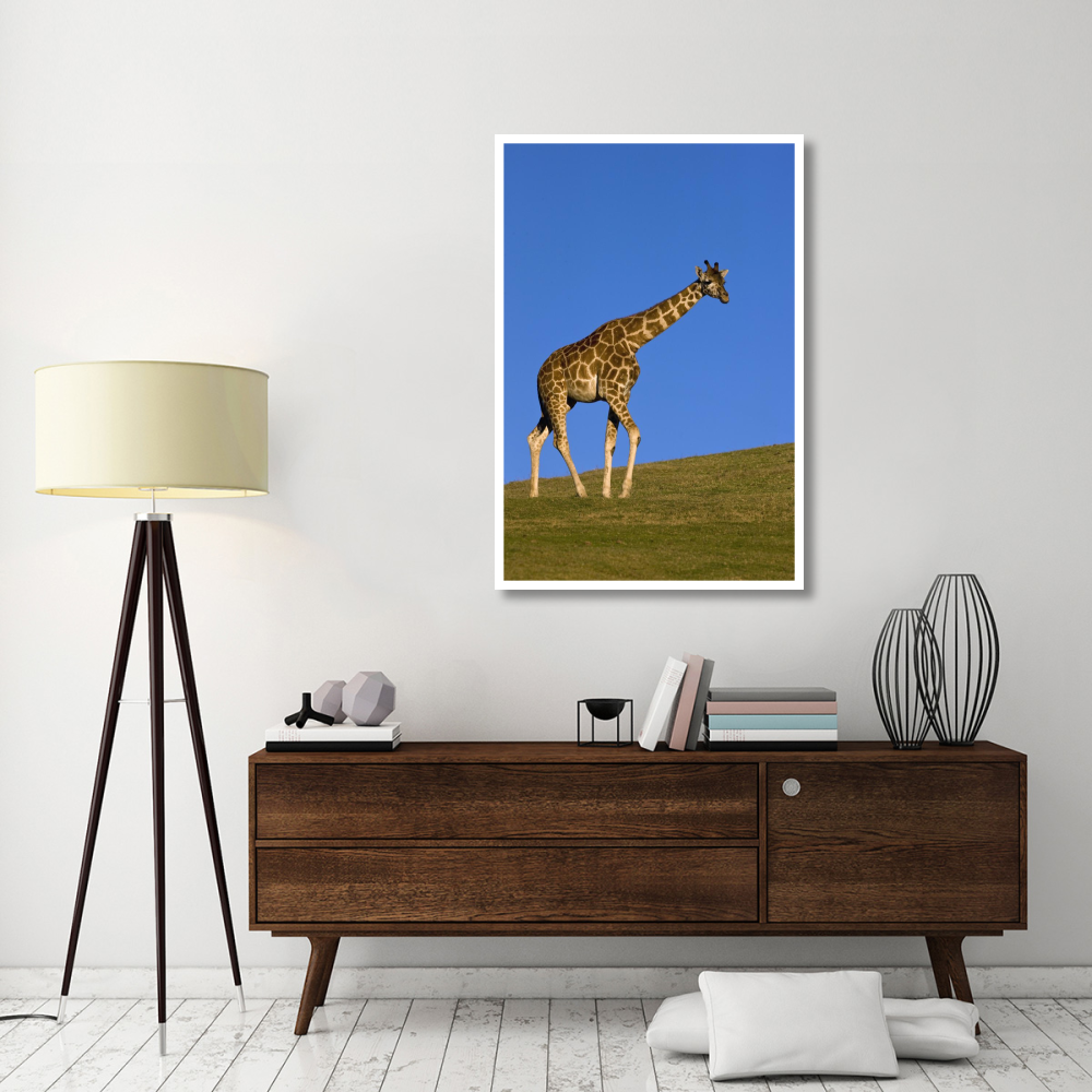 Rothschild Giraffe walking, native to Africa-Paper Art-34&quotx50"
