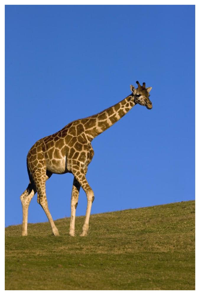 Rothschild Giraffe walking, native to Africa-Paper Art-42"x62"