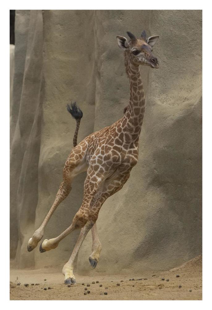 Masai Giraffe calf running, native to Africa-Paper Art-22"x32"