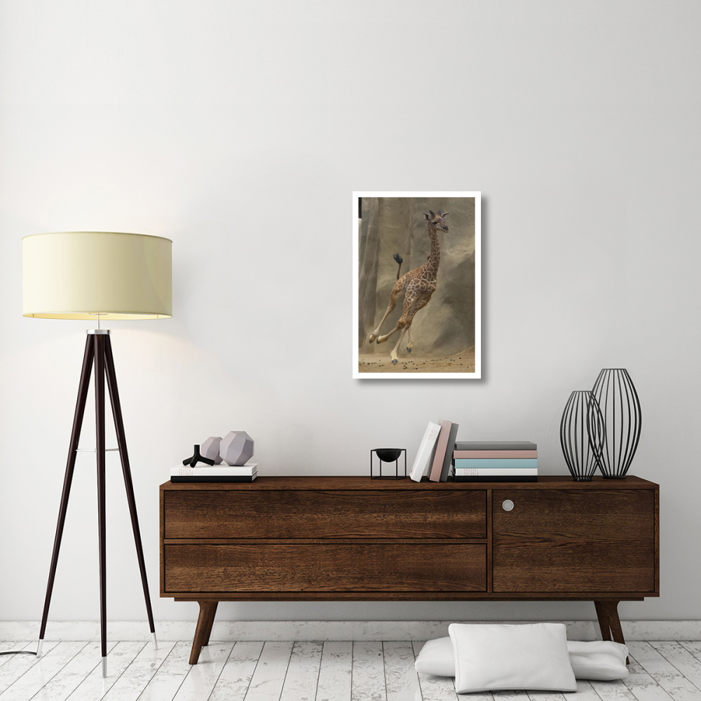 Masai Giraffe calf running, native to Africa-Paper Art-22&quotx32"