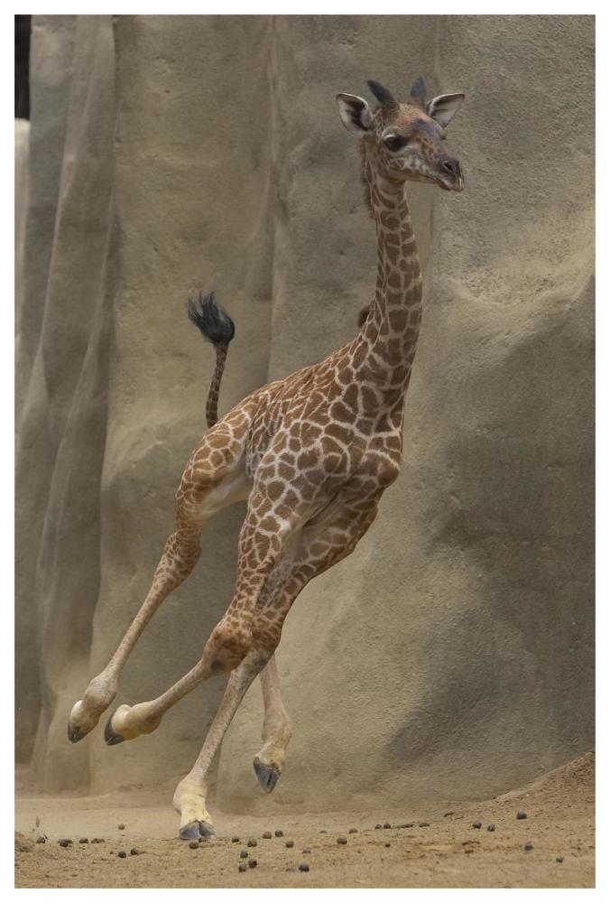 Masai Giraffe calf running, native to Africa-Paper Art-42"x62"