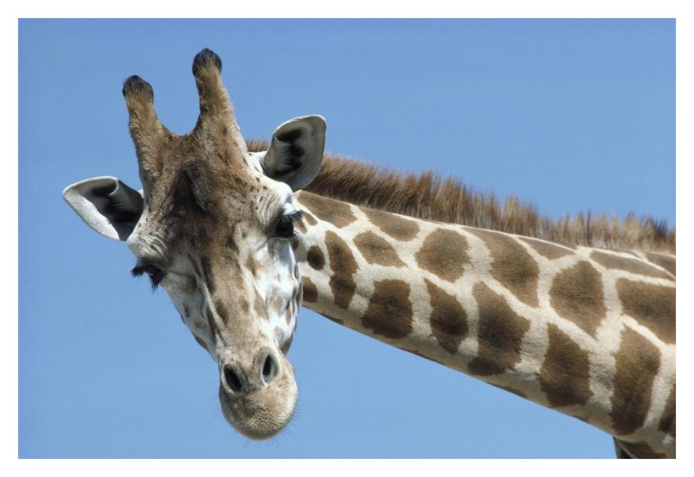Reticulated Giraffe portrait, native to Africa-Paper Art-20"x14"