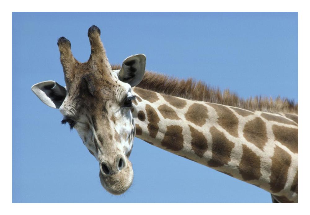 Reticulated Giraffe portrait, native to Africa-Paper Art-26"x18"