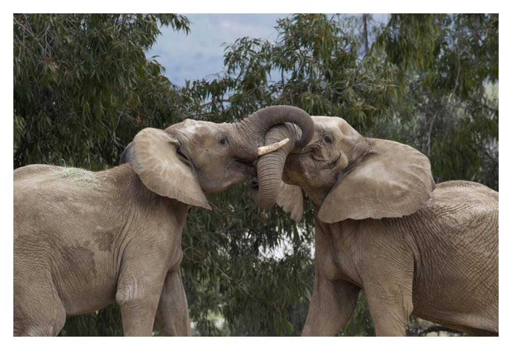 African Elephant bulls sparring, native to Africa-Paper Art-20"x14"