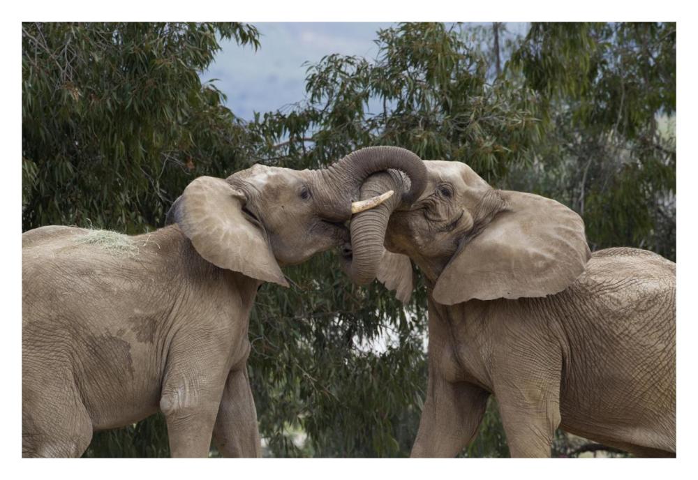 African Elephant bulls sparring, native to Africa-Paper Art-32"x22"