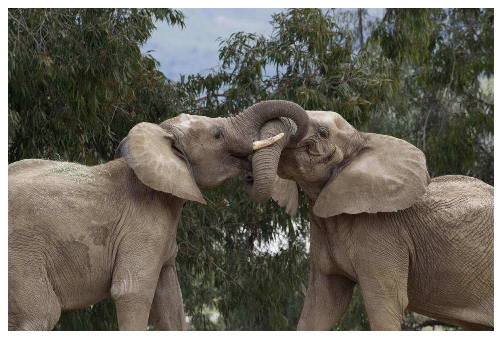 African Elephant bulls sparring, native to Africa-Paper Art-62"x42"