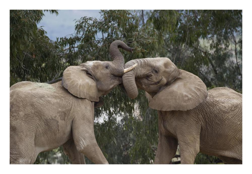 African Elephant bulls sparring, native to Africa-Paper Art-26"x18"