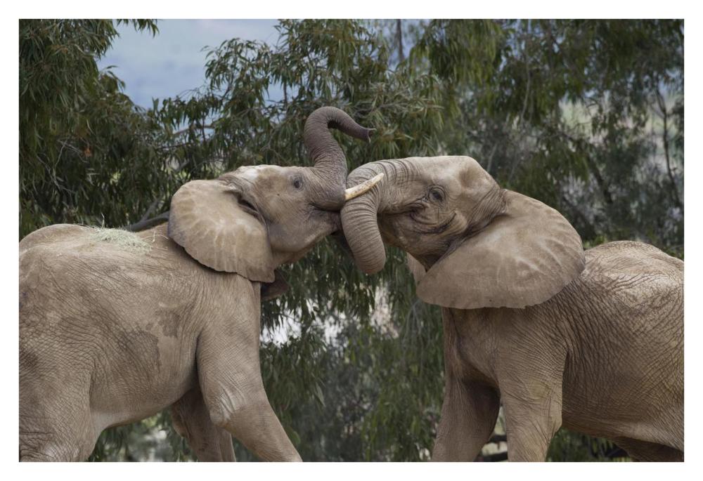 African Elephant bulls sparring, native to Africa-Paper Art-38"x26"