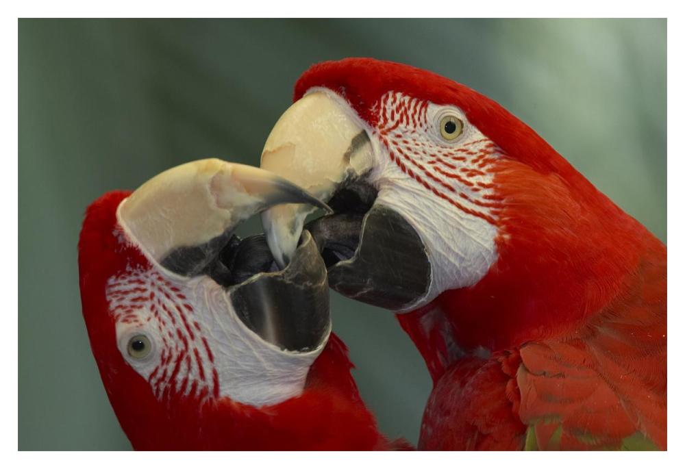Scarlet Macaw pair kissing, native to South America-Paper Art-20"x14"