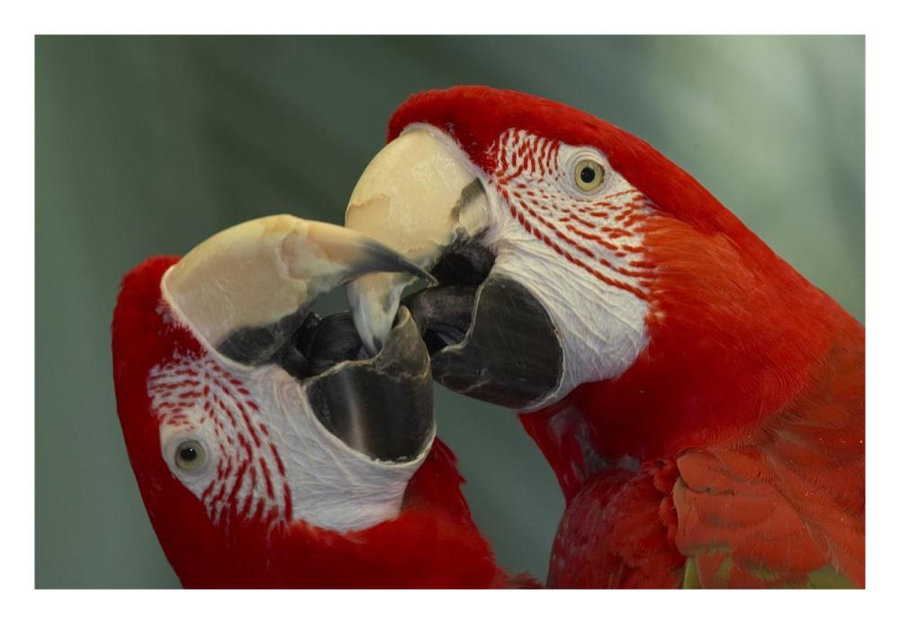 Scarlet Macaw pair kissing, native to South America-Paper Art-26"x18"