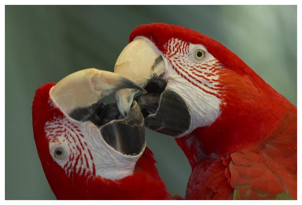 Scarlet Macaw pair kissing, native to South America-Paper Art-62"x42"
