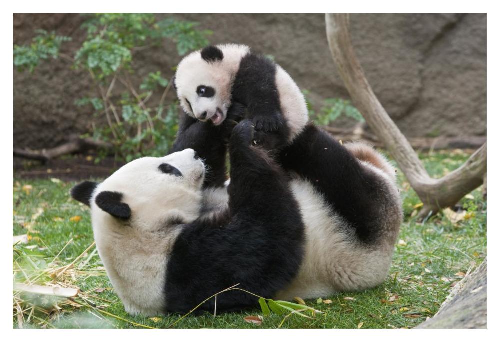Giant Panda mother and cub playing, native to China-Paper Art-20"x14"