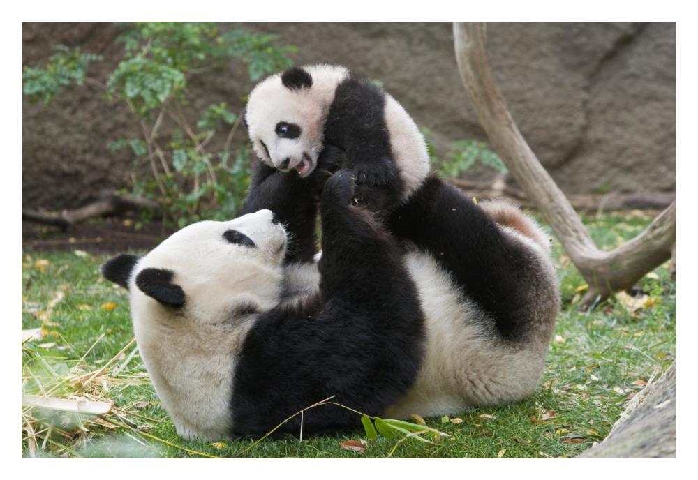 Giant Panda mother and cub playing, native to China-Paper Art-32"x22"