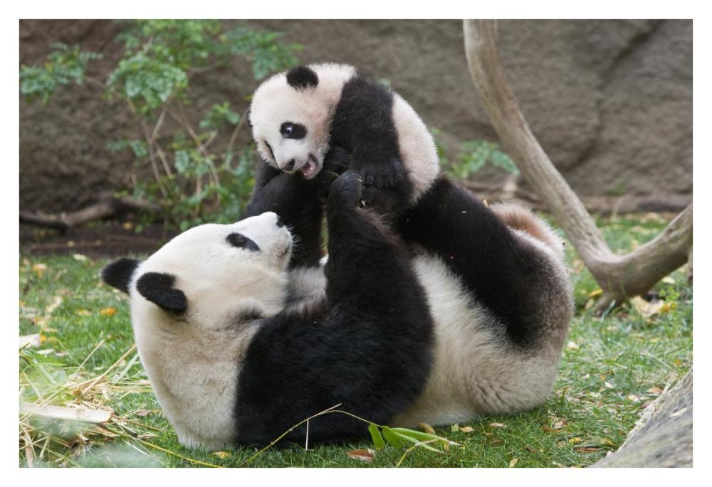Giant Panda mother and cub playing, native to China-Paper Art-38"x26"